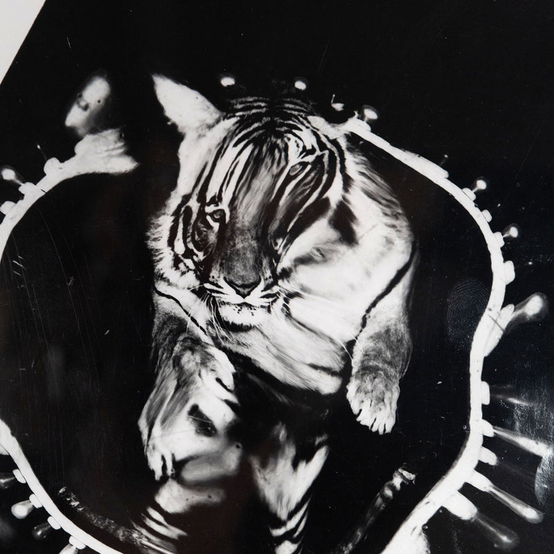 Weegee, Jumping Tiger, Silver Gelatin Print, c.1950, Caviar20