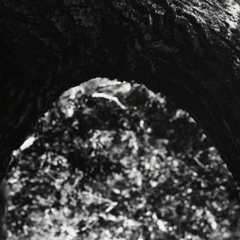 AARON SISKIND "THE TREE" PHOTO, 1972