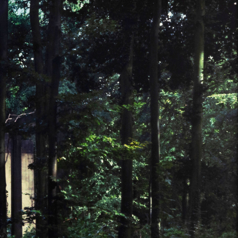 PETER DOIG "THROUGH THE WOODS" C-PRINT, 2000