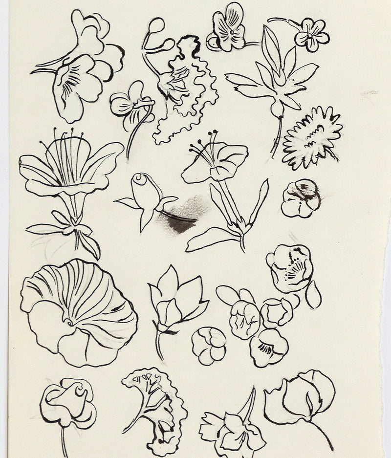 Andy Warhol "Family of Flowers" c. 1955. Still life ink drawing of flowers from Andy Warhol's pre-Pop illustration era.