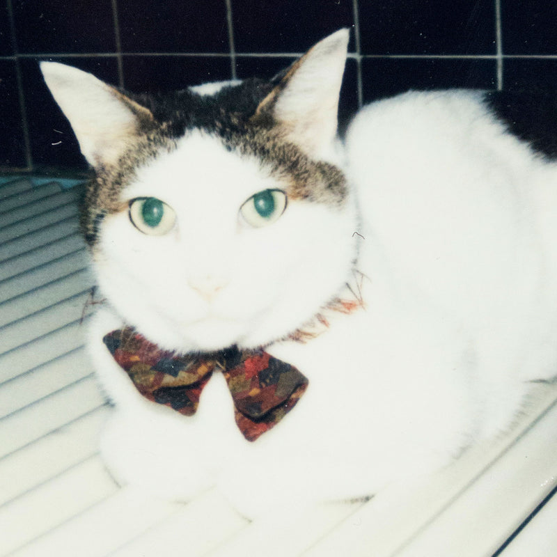 NOBUYOSHI ARAKI "CHIRO" + "TABLETOP" POLAROIDS, 2000