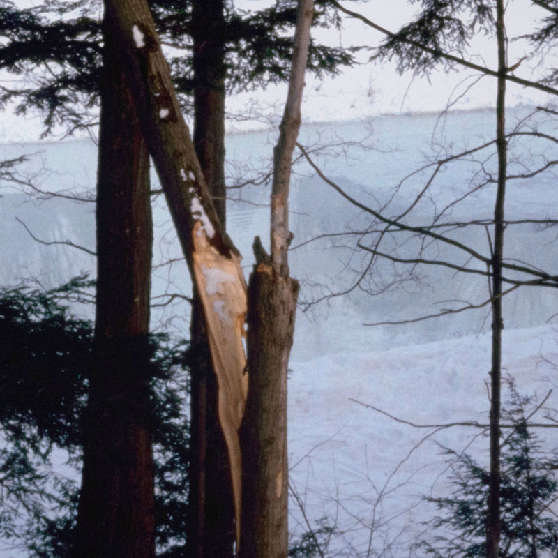PETER DOIG "ICE RINK" C-PRINT, 2000