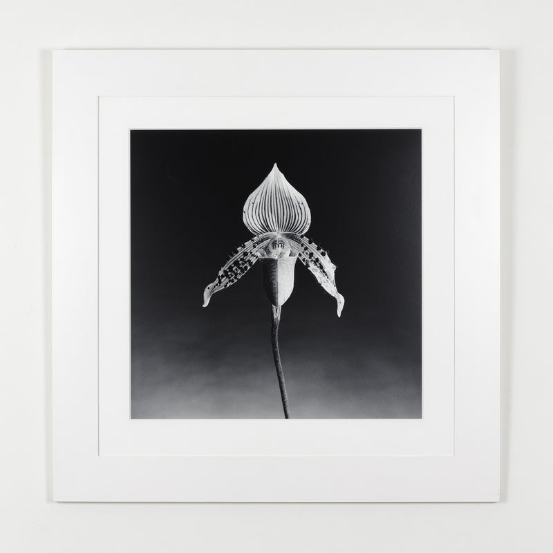 robert mapplethorpe photography studio flowers floral still life orchid black and white b&w iconic photographer american 20th century artwork 