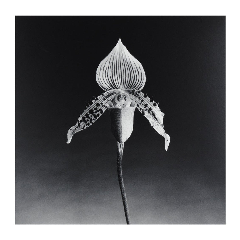 ROBERT MAPPLETHORPE 