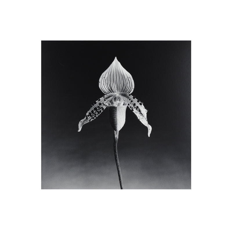 robert mapplethorpe photography studio flowers floral still life orchid black and white b&w iconic photographer american 20th century artwork 
