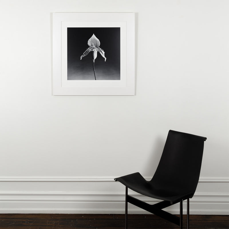robert mapplethorpe photography studio flowers floral still life orchid black and white b&w iconic photographer american 20th century artwork 