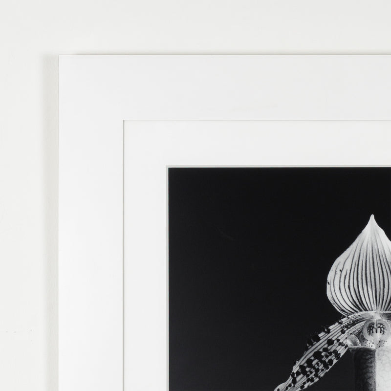 robert mapplethorpe photography studio flowers floral still life orchid black and white b&w iconic photographer american 20th century artwork 