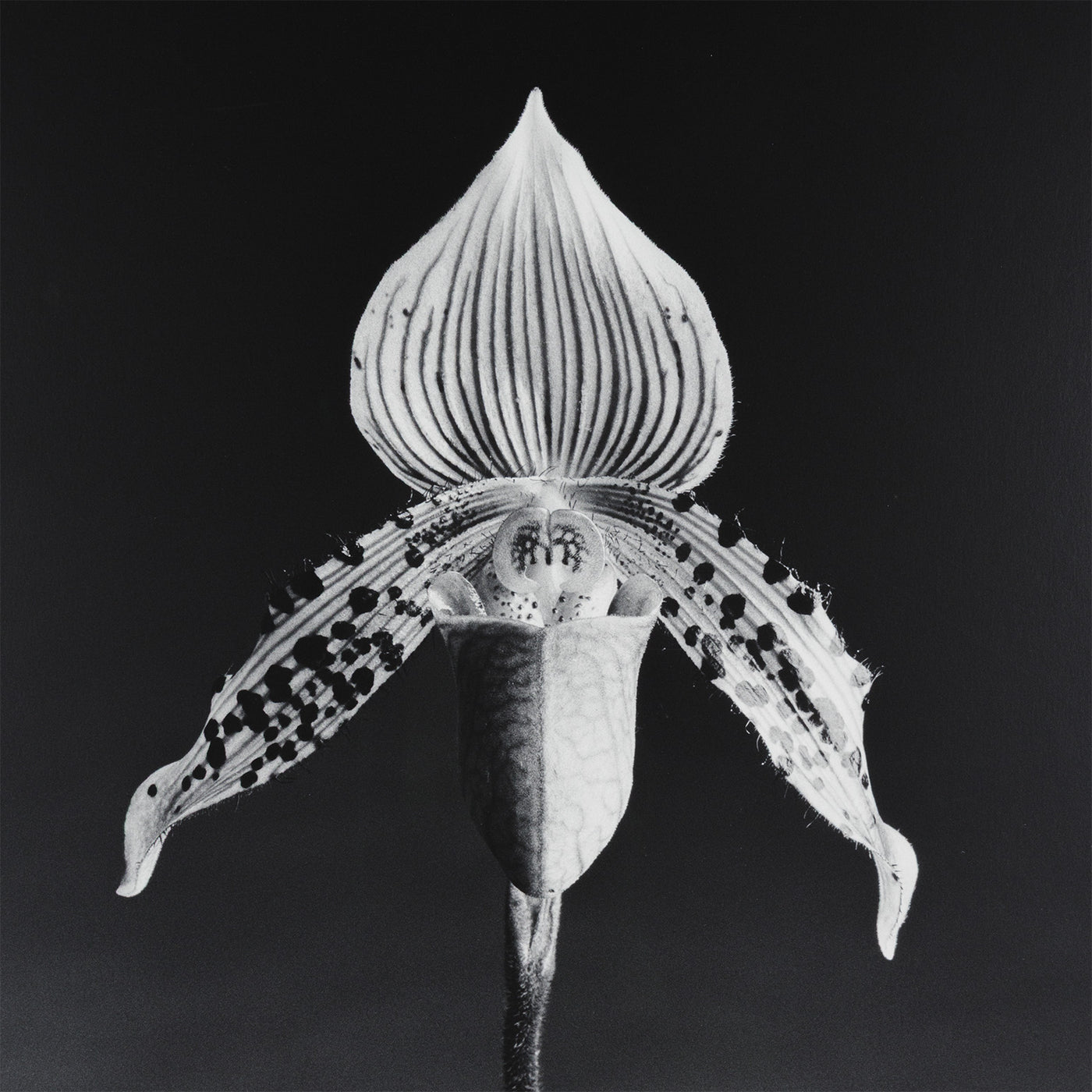 ROBERT MAPPLETHORPE 