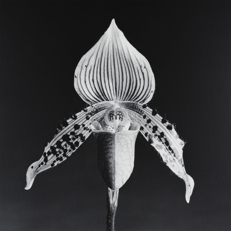 robert mapplethorpe photography studio flowers floral still life orchid black and white b&w iconic photographer american 20th century artwork 