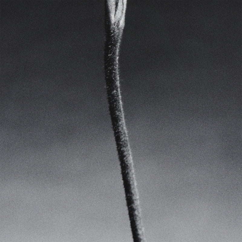 robert mapplethorpe photography studio flowers floral still life orchid black and white b&w iconic photographer american 20th century artwork 