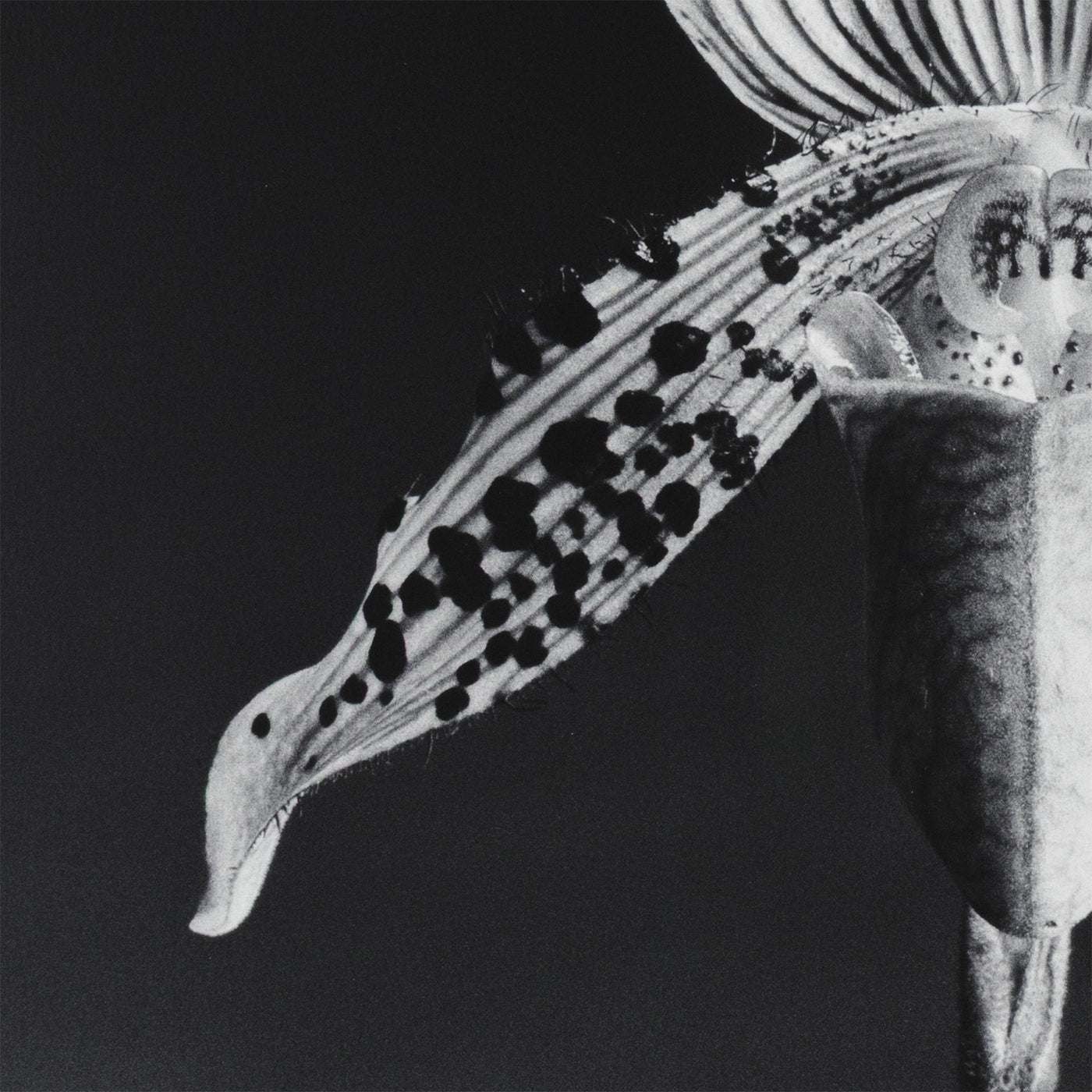 ROBERT MAPPLETHORPE 