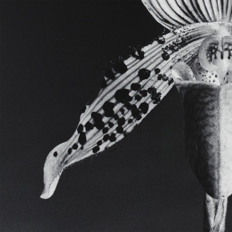 robert mapplethorpe photography studio flowers floral still life orchid black and white b&w iconic photographer american 20th century artwork 