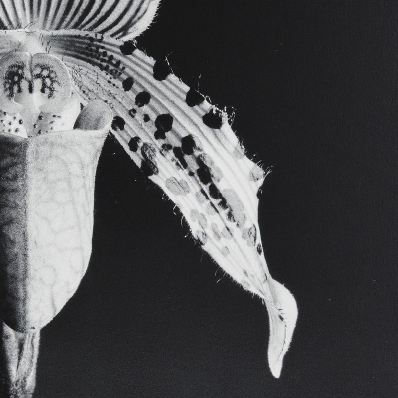 robert mapplethorpe photography studio flowers floral still life orchid black and white b&w iconic photographer american 20th century artwork 