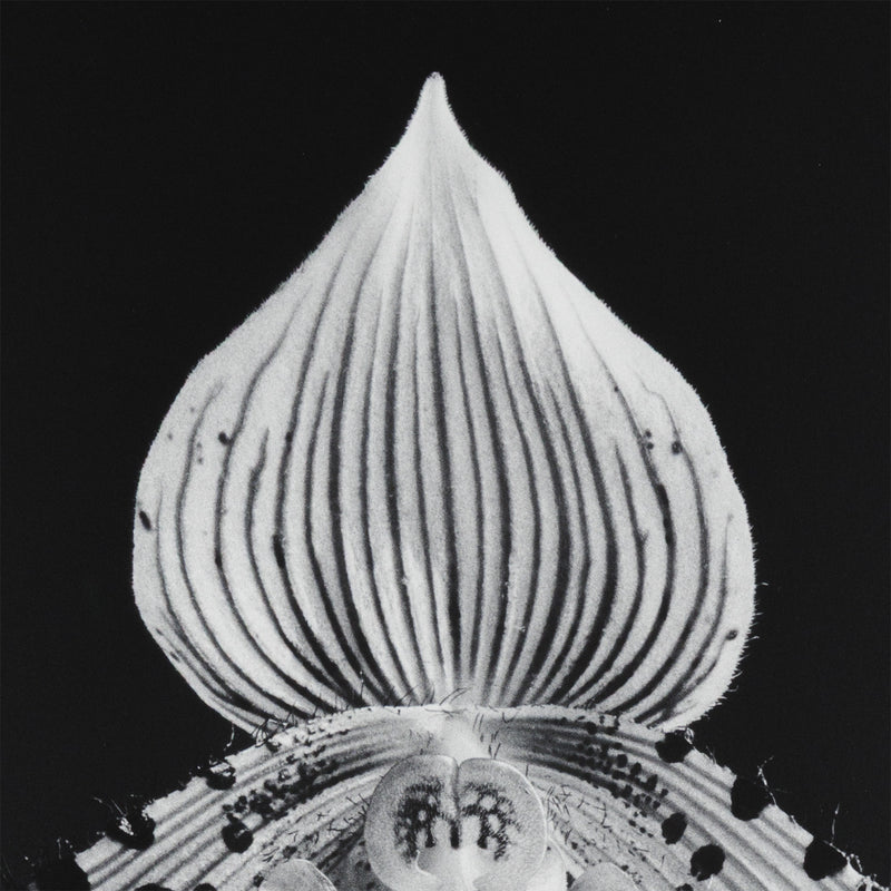 robert mapplethorpe photography studio flowers floral still life orchid black and white b&w iconic photographer american 20th century artwork 