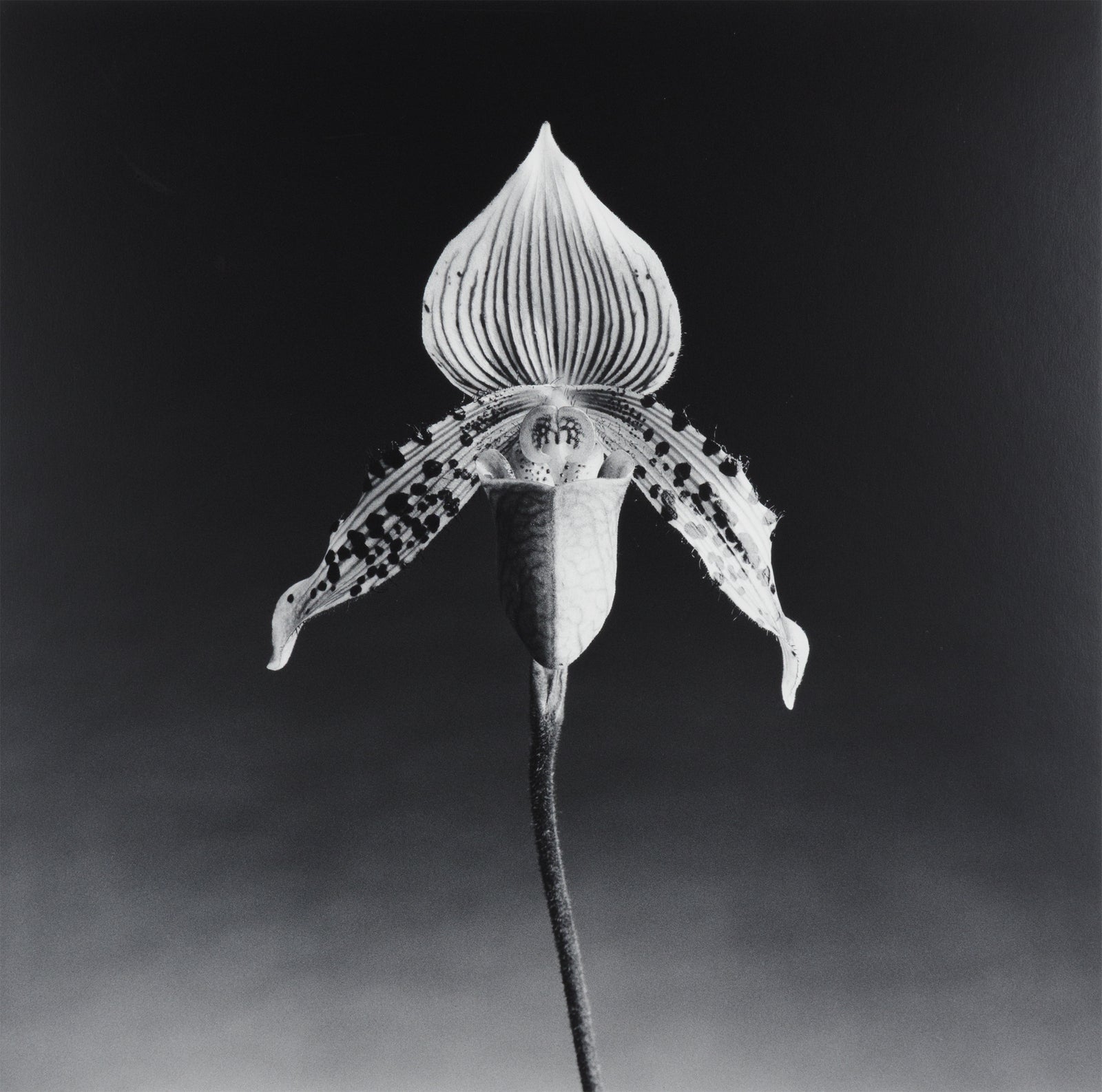 ROBERT MAPPLETHORPE 