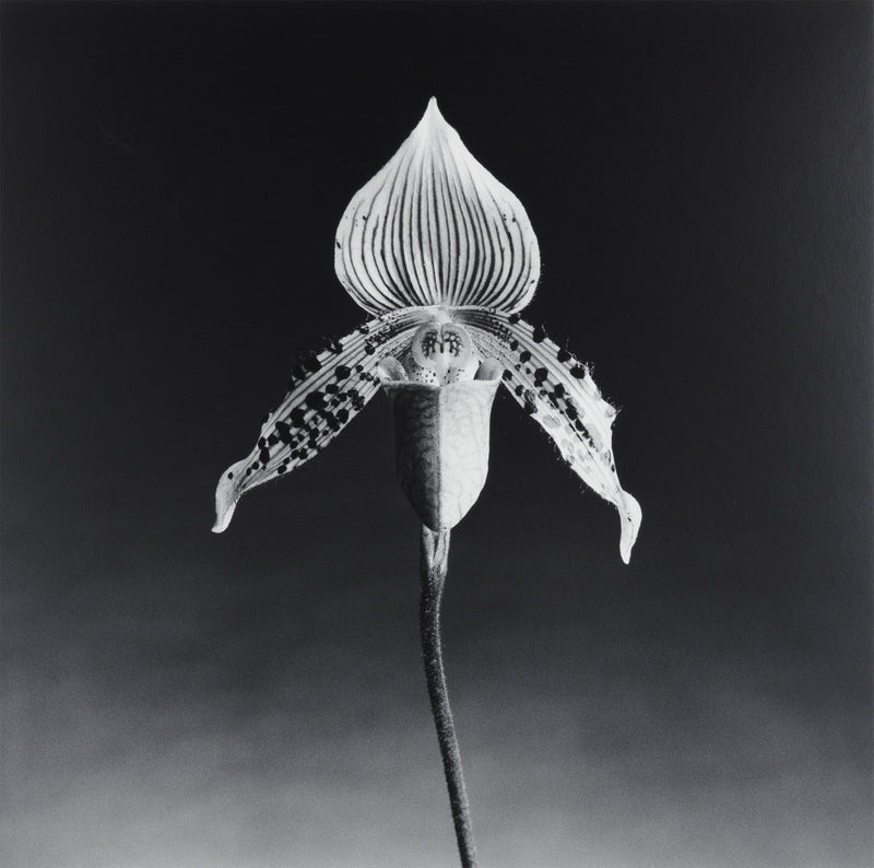 robert mapplethorpe photography studio flowers floral still life orchid black and white b&w iconic photographer american 20th century artwork 