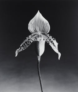 robert mapplethorpe photography studio flowers floral still life orchid black and white b&w iconic photographer american 20th century artwork 