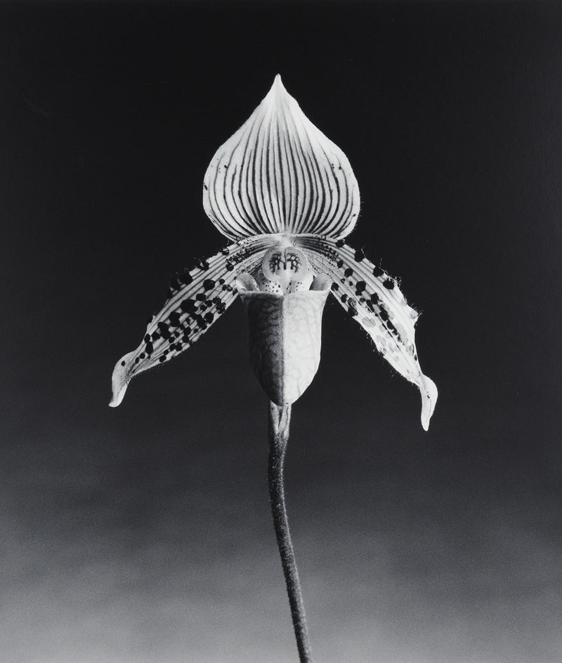 robert mapplethorpe photography studio flowers floral still life orchid black and white b&w iconic photographer american 20th century artwork 