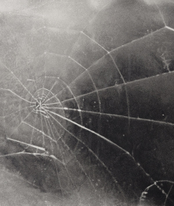 Vija Celmins spider web spiderweb printmaking print serigraph screenprint iconic american artists latvia printmaker fragile charcoal spider web caviar20 toronto gallery process 