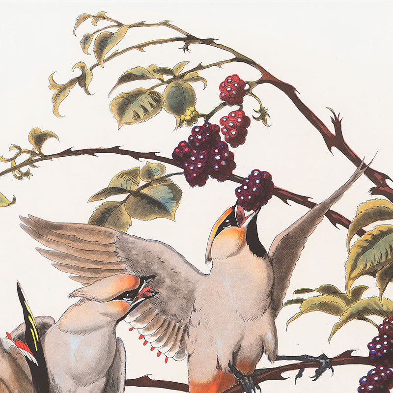WALTON FORD "PESTVOGEL" 2016