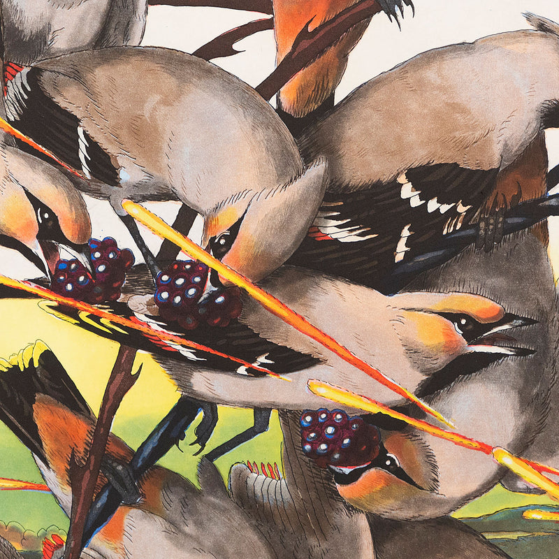WALTON FORD "PESTVOGEL" 2016