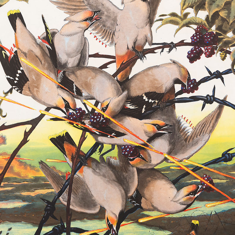 WALTON FORD "PESTVOGEL" 2016