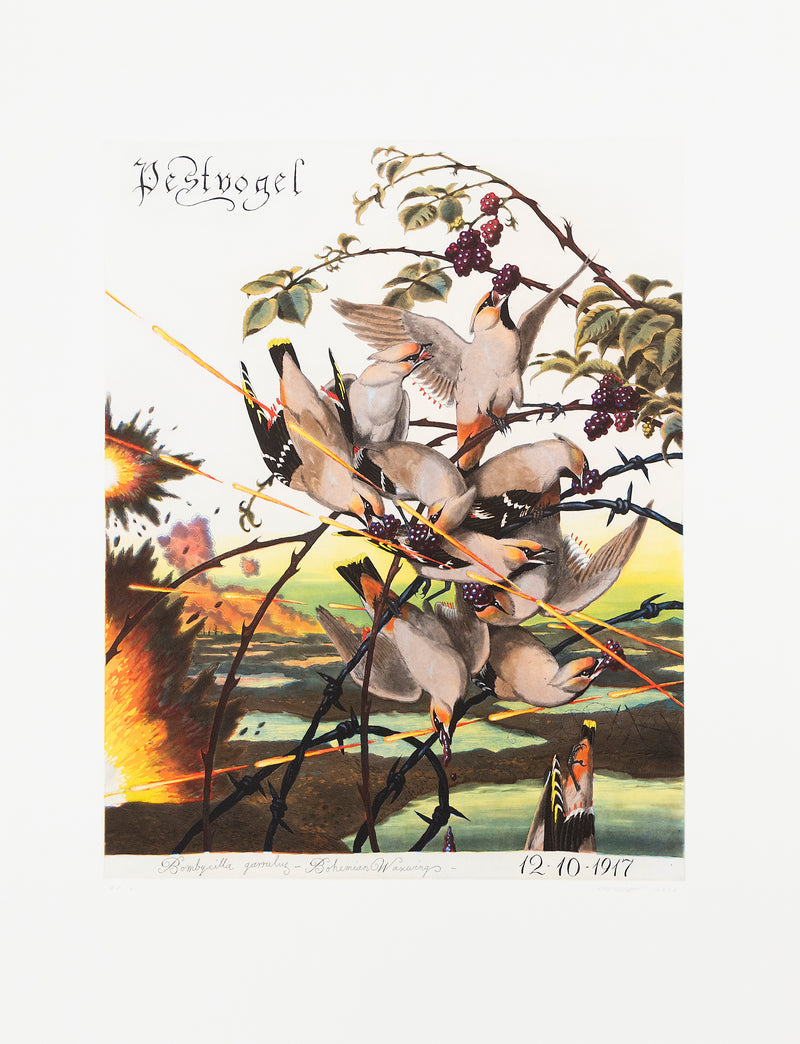 WALTON FORD "PESTVOGEL" 2016
