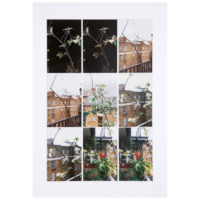 WOLFGANG TILLMANS "PROCESS (APPLE TREE)", 2012