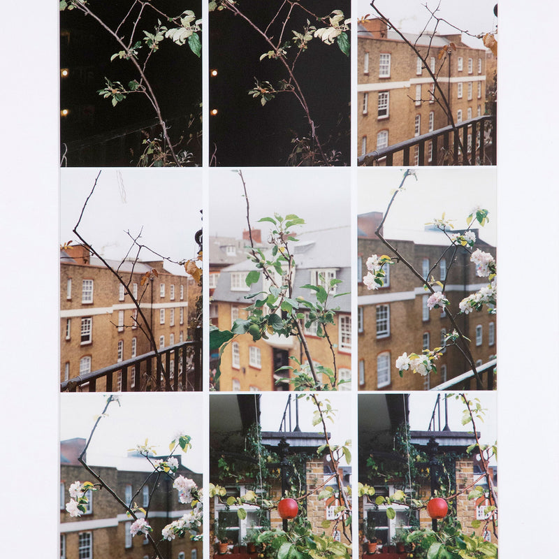 WOLFGANG TILLMANS "PROCESS (APPLE TREE)", 2012