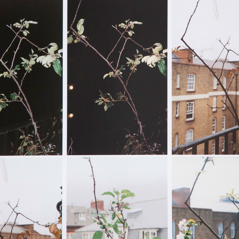 WOLFGANG TILLMANS "PROCESS (APPLE TREE)", 2012