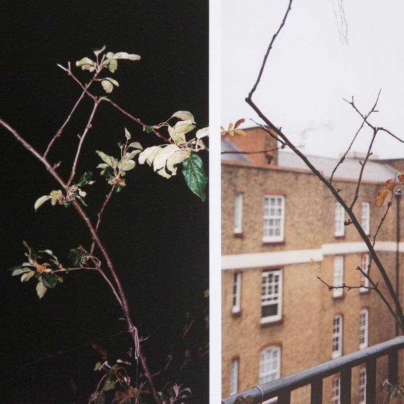 WOLFGANG TILLMANS "PROCESS (APPLE TREE)", 2012