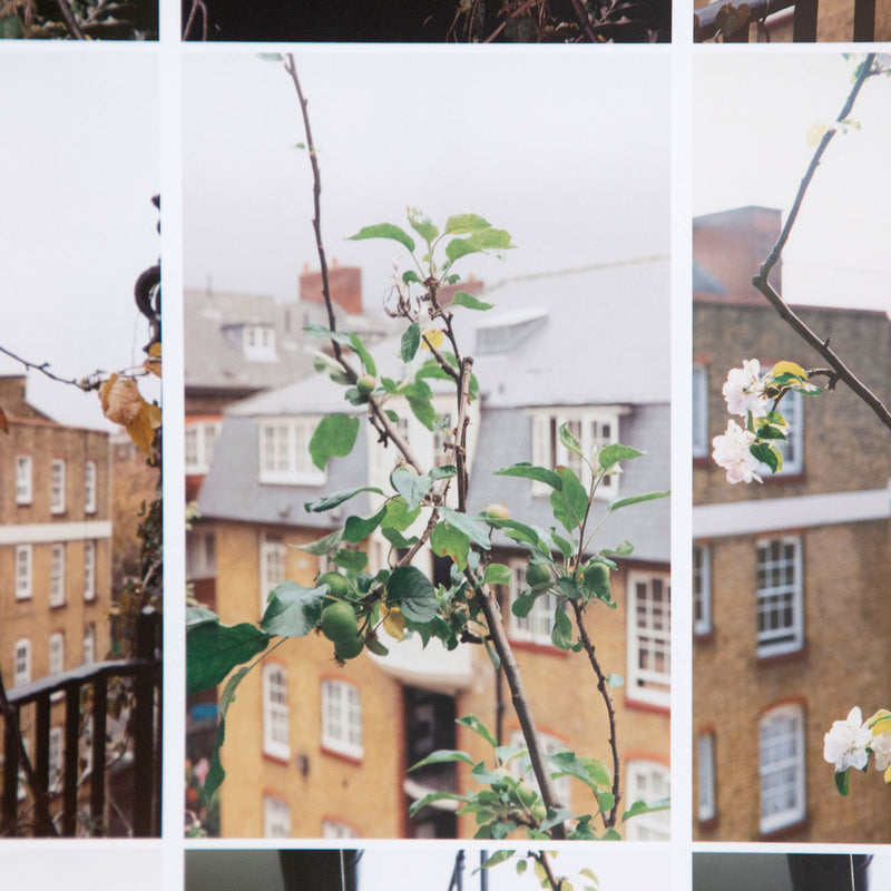 WOLFGANG TILLMANS "PROCESS (APPLE TREE)", 2012