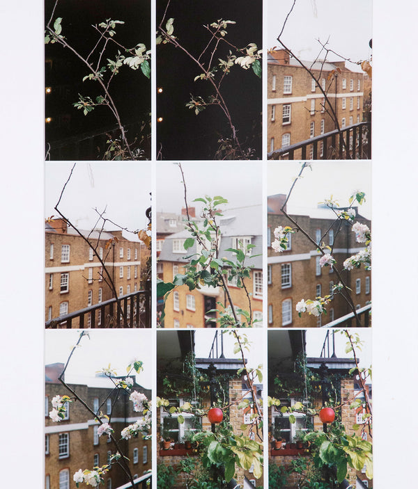 WOLFGANG TILLMANS "PROCESS (APPLE TREE)", 2012