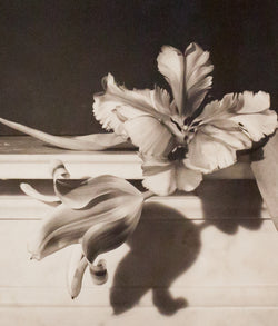 Horst P Horst photo flowers Tulips, Caviar20