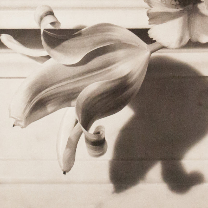 Horst P Horst photo flowers Tulips, Caviar20