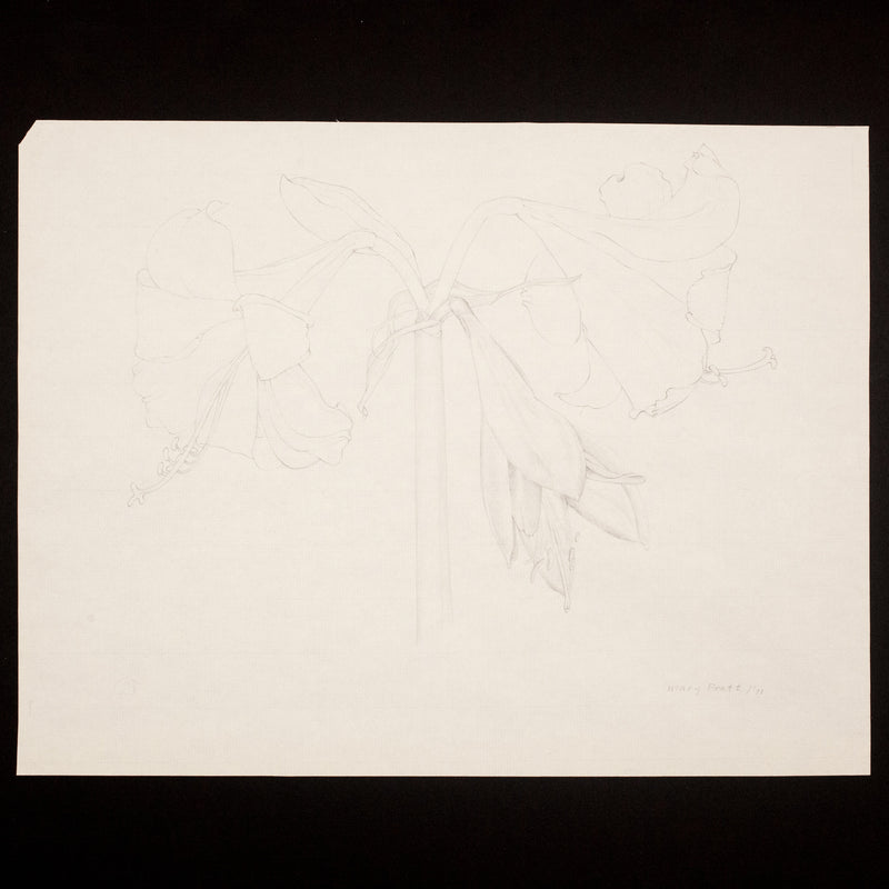 Mary Pratt drawing flowers Amaryllis Caviar20