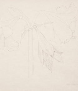 Mary Pratt drawing flowers Amaryllis Caviar20