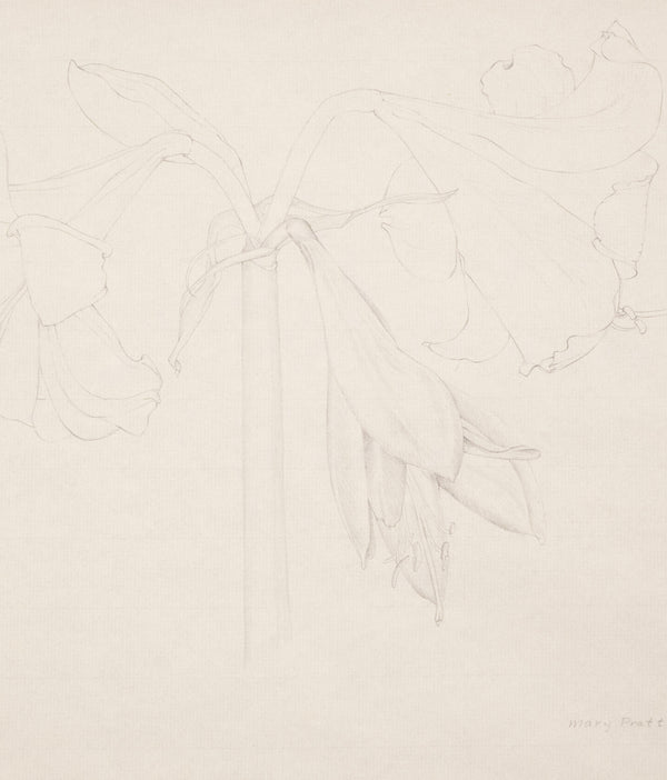 Mary Pratt drawing flowers Amaryllis Caviar20
