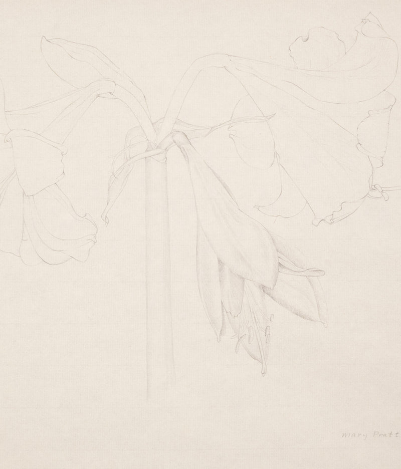 Mary Pratt drawing flowers Amaryllis Caviar20