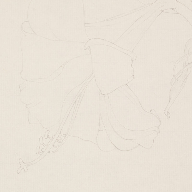 MARY PRATT "AMARYLLIS" DRAWING, 1971