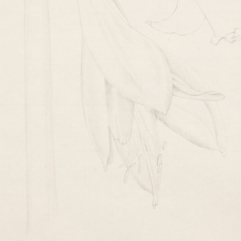 Mary Pratt drawing flowers Amaryllis Caviar20