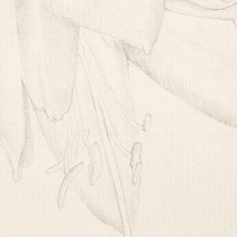 MARY PRATT "AMARYLLIS" DRAWING, 1971