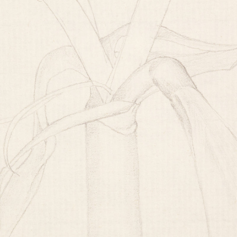 MARY PRATT "AMARYLLIS" DRAWING, 1971