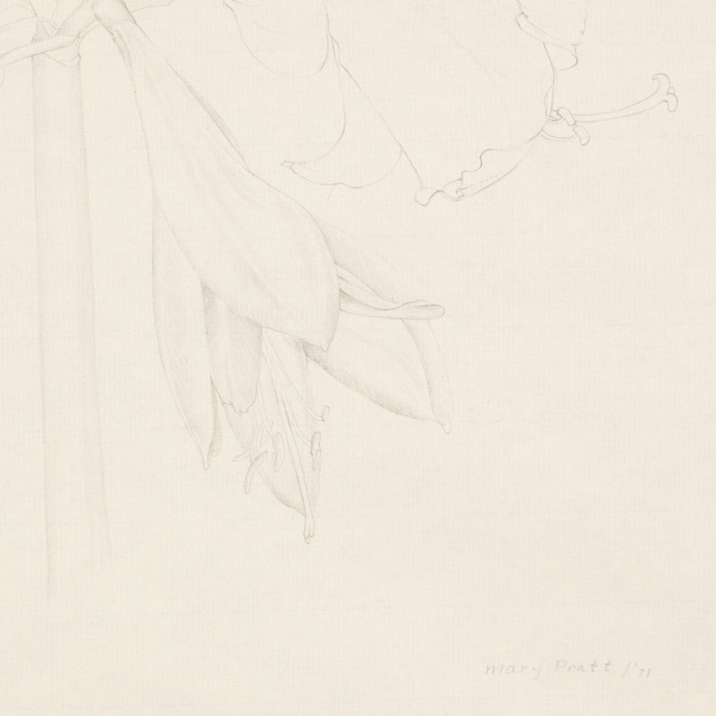 Mary Pratt drawing flowers Amaryllis Caviar20