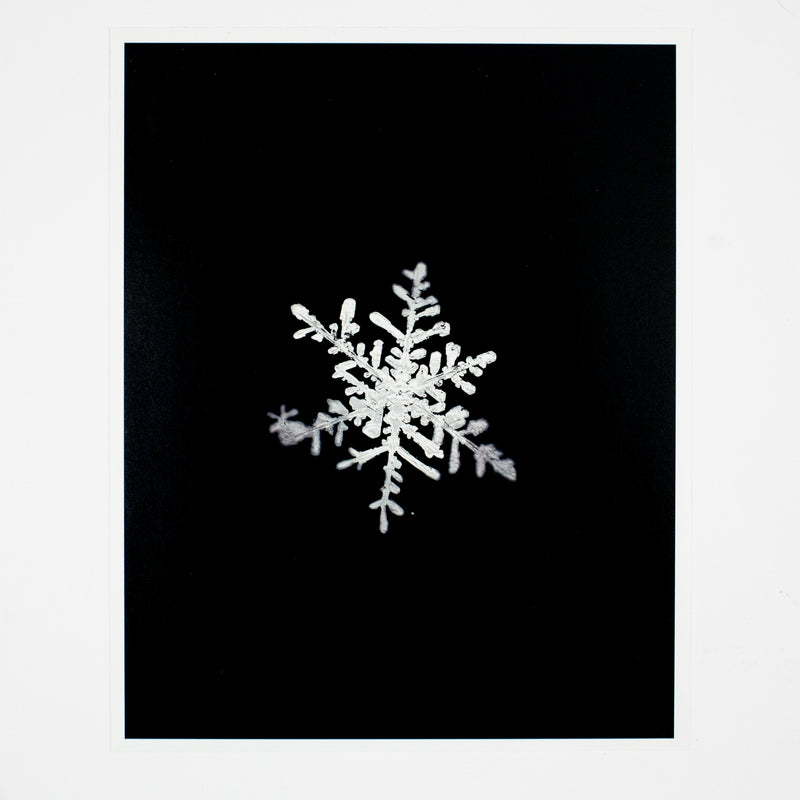 Doug Mike Starn Snowflake Caviar20