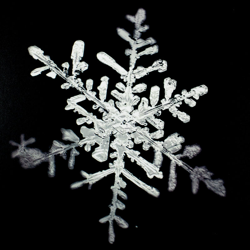 Doug Mike Starn Snowflake Caviar20