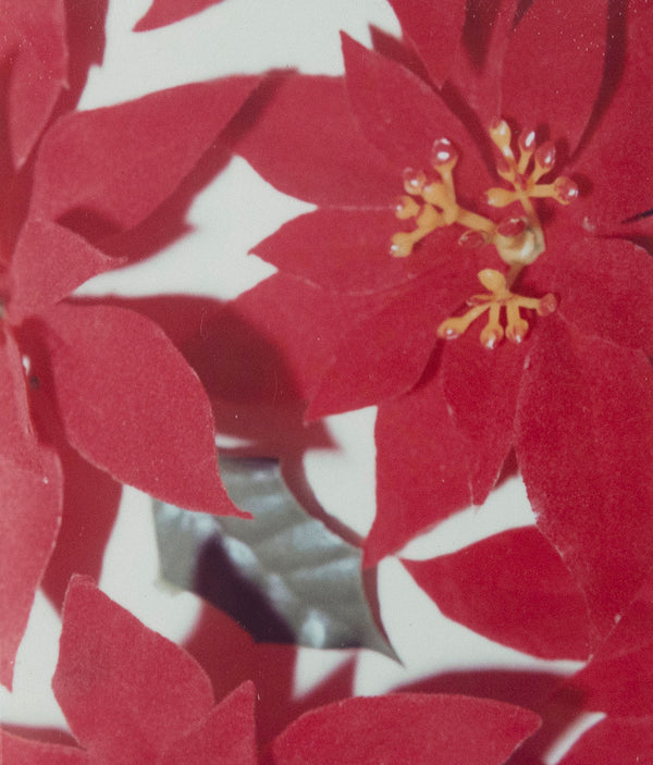 Andy Warhol Poinsettias Polaroid 1982 Caviar20