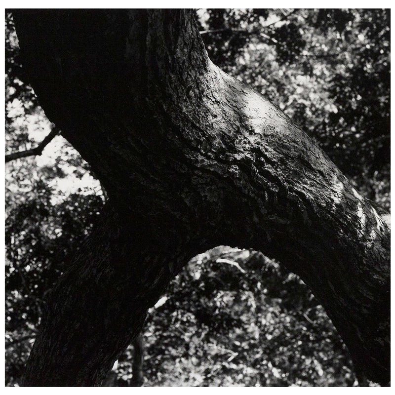 Caviar20 Aaron Siskind The Tree photo