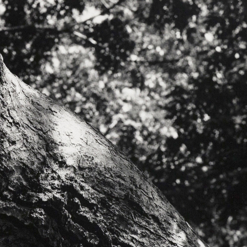 AARON SISKIND "THE TREE" PHOTO, 1972