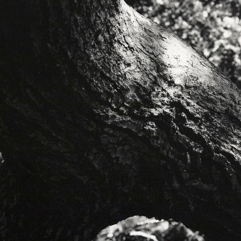 AARON SISKIND "THE TREE" PHOTO, 1972